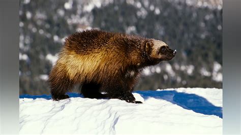 Wolverines receive protection under Endangered Species Act as climate change threatens their habitat